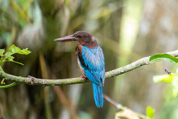 
A portrait of a White-throated Kingfisher, with vibrant blue feathers on its back and wings, a...
