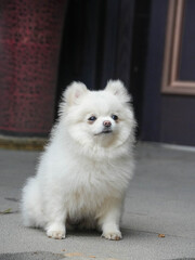 white pomeranian dog