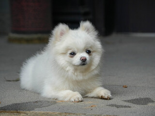 white pomeranian dog