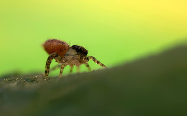 Close-up photo of a spider. Jumping spider. Natural background.