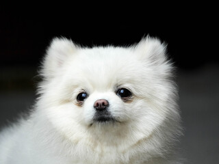 white pomeranian dog