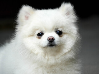 white pomeranian dog