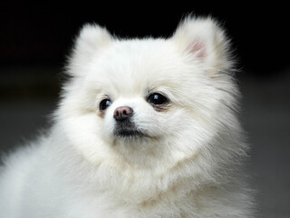 white pomeranian dog