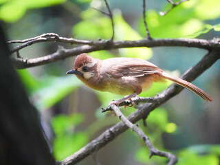 white-browed laughingthrush on the tree