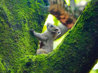 squirrel on a tree