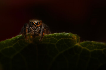 Close-up photo of a spider. Jumping spider. Natural background.