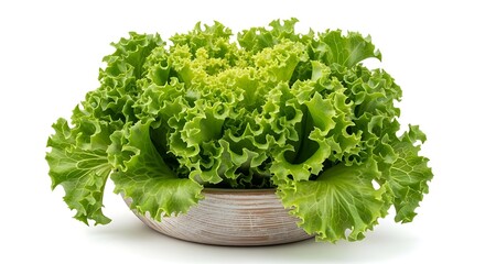 Fototapeta premium Fresh green frilly lettuce head in a silver bowl