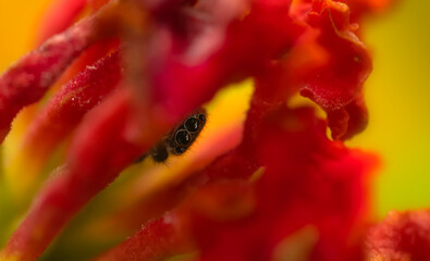 Close-up photo of a spider. Jumping spider. Natural background.