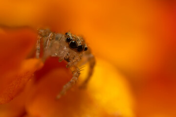Close-up photo of a spider. Jumping spider. Natural background.