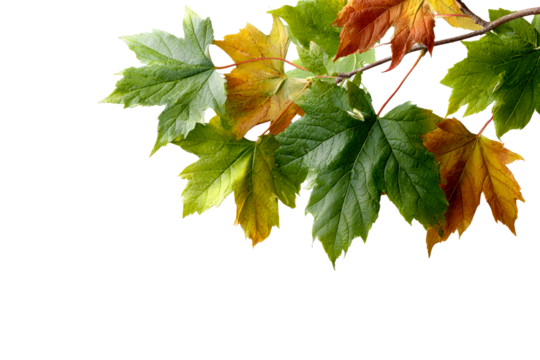 Branch with Transitioning Autumn Leaves on White Background