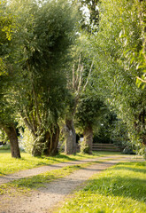 alley with old willows