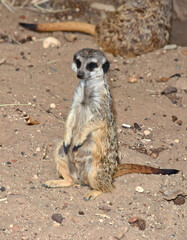 Meerkat standing on sandy ground