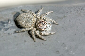 Philaeus chrysops is a species of jumping spider (Salticidae), Greece