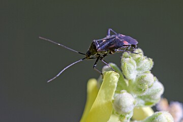 Closterotomus cinctipes is a plant bug belonging to the family Miridae, subfamily Mirinae, Greece
