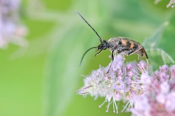 Judolia erratica is a species of beetle in the family Cerambycidae, Greece