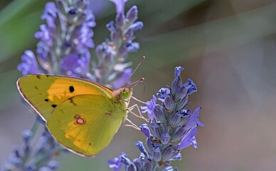 Clouded Yellow - Colias croceus, Greece