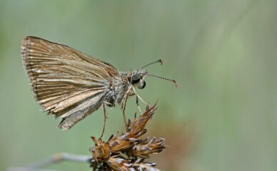 The dingy skipper (Erynnis tages) is a species of butterfly in the family Hesperiidae, Greece