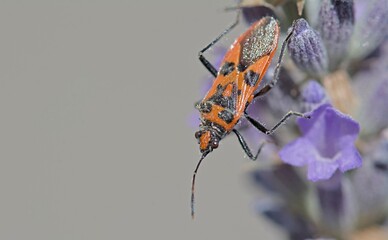 Corizus hyoscyami is a species of scentless plant bug belonging to the family Rhopalidae. It is commonly called the cinnamon bug or black and red squash bug