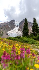 Mountain flowers and glacier