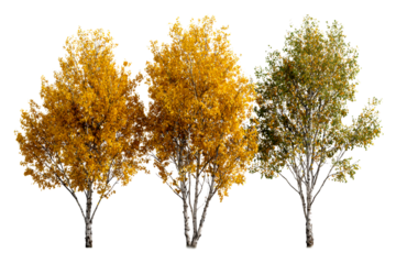 Three Birch Trees with Autumn Foliage Against White Background