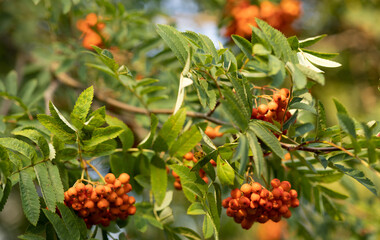 macro photo of mountain ash, branch with orange mountain ash berries and green leaves on a blurred background