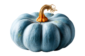 Unique blue pumpkin with vibrant orange stem