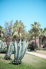 Agave plants in tropical garden under bright sunlight