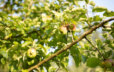apple tree branch with apples and leaves