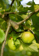 green apples with red sides and leaves on an apple tree, macro photo