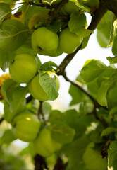 Green apples of the winter variety grow on a branch of an apple tree in the garden
