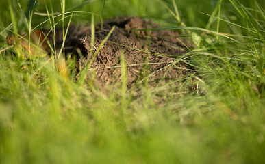 anthill surrounded by green grass
