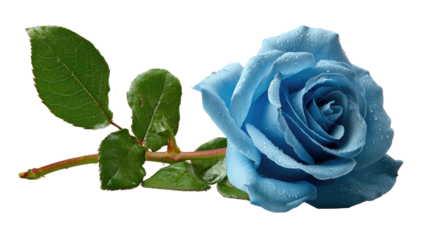 A solitary, vibrant blue rose, gracefully presented on a bed of soft green, epitomizes the elegance of nature's beauty. Capturing the allure of romance.