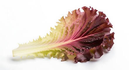 A single vibrant red leaf of loose leaf lettuce isolated on a white background