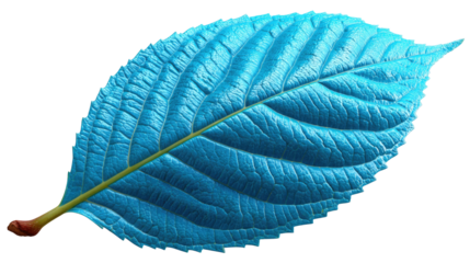 Azure Leaf's Delicate Veins: A single, vibrant azure leaf, its intricate veining pattern highlighting the delicate structure of nature's artwork.