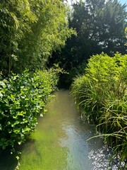 Obraz premium green waters river in the forest, flowing in between green bushes and trees 