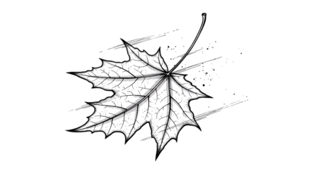 A detailed black and white line art illustration of a single maple leaf blowing in the wind.