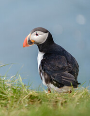 A vibrant puffin stands elegantly on lush green grass, gazing at the vast ocean that stretches...
