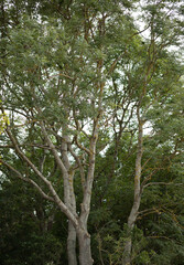 trees in the forest tree touching the sky, nature photography, beautiful nature
