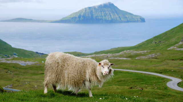 Lush green hills and dramatic cliffs of the Faroe Islands cradle a woolly sheep, peacefully grazing.