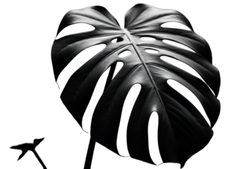A striking black and white photograph of a large, iconic Monstera Deliciosa leaf with its characteristic fenestrations, set against a clean white background.