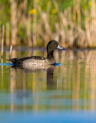 Obraz premium Duck on a tranquil pond