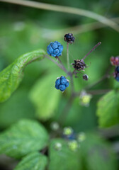 blueberries in the garden macro photography