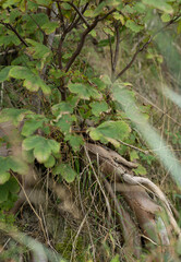 Blackberries have wrapped themselves around the beautiful old roots of a tree