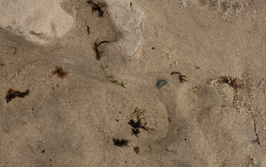 ants on the sand