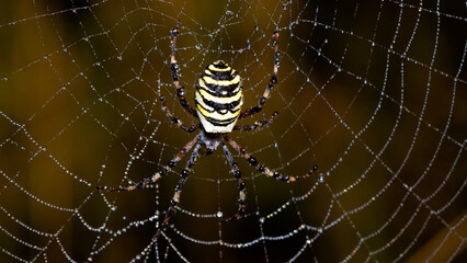 spider on web