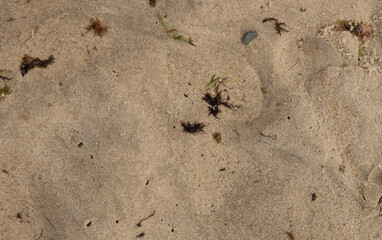 ants on the sandy shore