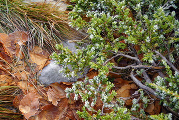Frost-covered evergreen juniper branches and dried beech leaves. Late autumn in Orjen Nature Park, Montenegro. Seasonal nature background, frozen plants, climate concept and cold weather detail