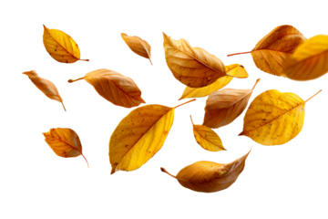 Floating autumn leaves on a transparent background