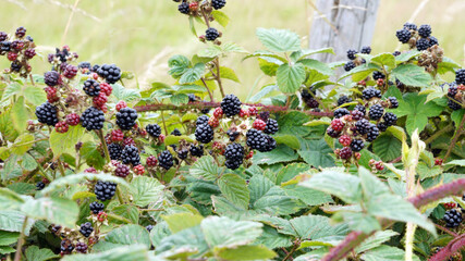 Closeup of ripening Blackberries, Derbyshire England
