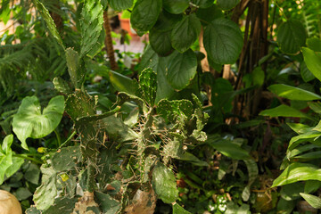 Opuntia cactus with spines in greenhouse for concepts of desert plant, resilience and botanical...